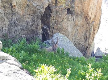 Tour Wandern Entracque - Lacs Réservoirs Rovina Chiotas et Argentera - Photo