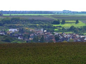 Trail On foot Vendersheim - Rheinhessische Erde - Photo