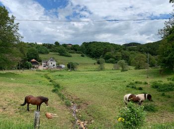 Randonnée A pied Dahlem - EifelSchleife Naturwanderpfad - Photo