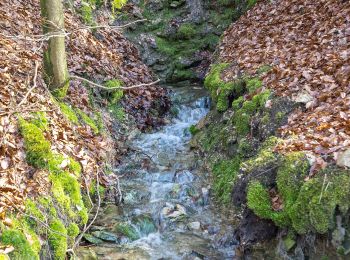 Excursión A pie Detmold - Rundwanderweg [Gauseköte] - Photo