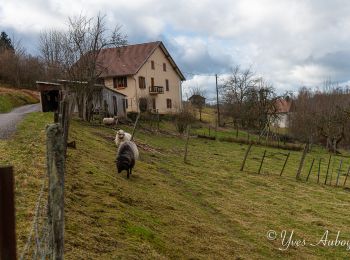 Tour Wandern Le Ménil - Grande boucle au départ des chalets de la Feigne sur de l'Eau - Photo