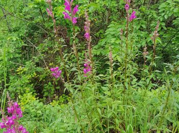 Tour Wandern Foulayronnes - routine 1 covid  - Photo