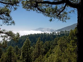 Randonnée A pied Santa Cruz de la Palma - SL LP 14 - Photo