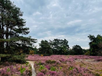 Tour Wandern Zonhoven - de-wijers-de-teut-instapplaats-donderslagseweg-blauw - Photo