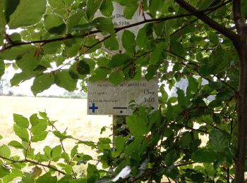 Randonnée Marche Vaux-sur-Sûre - Adeps 10 km Bercheux - Photo