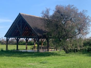 Tour Wandern Candillargues - Candillargues - Photo