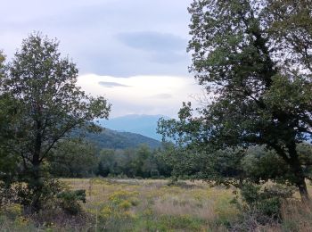 Percorso Marcia L'Albère - autour de St Martin l'albere et puig forcadell  - Photo