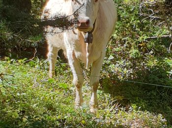 Tocht Stappen La Versanne - tourbières gimel - Photo