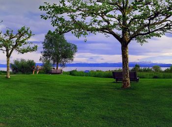 Tocht Te voet Immenstaad am Bodensee - Apfel- und Weinspazierweg Immenstaad - Photo