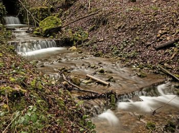 Randonnée A pied Hauenstein-Ifenthal - Hauenstein - Challhöchi - Photo