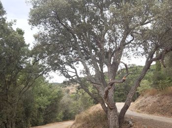 Excursión Senderismo Reynès - Reynès, chemin des mas ... pas terrible  - Photo