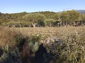 Tocht Stappen Le Thoronet - Le Thoronet- Canal de Ste Croix - Argens - Photo