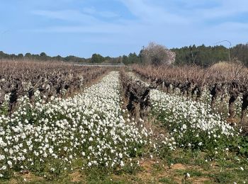 Tour Wandern Aumes - L’étendoir aux fées par Aumes - Photo