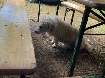 Excursión Senderismo La Tour-du-Meix - Vouglan camping jeudi chiens pluies  - Photo