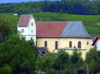 Randonnée A pied Frei-Laubersheim - Rundwanderweg Frei-Laubersheim 22 - Photo