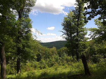 Trail On foot Komló - K■ Zobákpuszta – Pap-rét – Püspökszentlászló – Réka-kunyhó – Somos-hegy – Kisújbánya - Photo