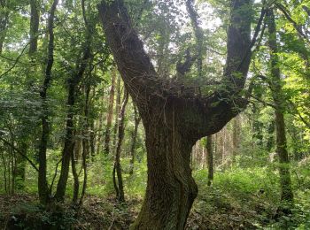 Randonnée Marche Saint-Arnoult-en-Yvelines - STAEY 2 - Photo