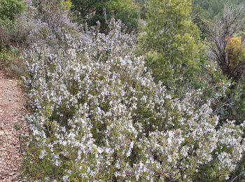 Tour Wandern Garéoult - gareoult - Photo