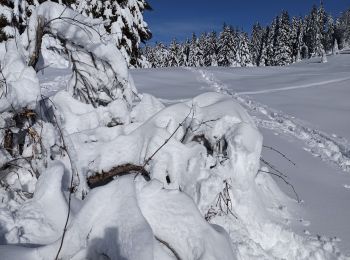 Tour Schneeschuhwandern La Pesse - L'Embossieux - Crêt de Nerbier  - Photo