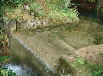 Tocht Te voet Hienheimer Forst - Rundweg Essing 5 - Photo