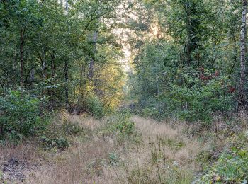 Tocht Te voet Dülmen - Linnert Rundweg A1 - Photo