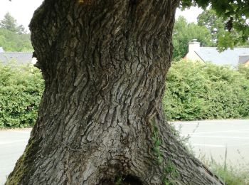 Tour Wandern Sion-les-Mines - Boucle 16 km à Saint Aubin des Chateaux - Photo