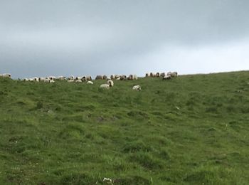 Tocht Stappen Mendive - Belfort - Photo