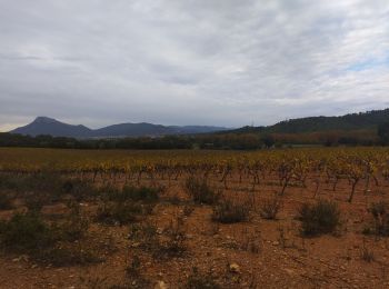 Tocht Trail La Crau - Le Fenouillet et château d' Hyères  - Photo