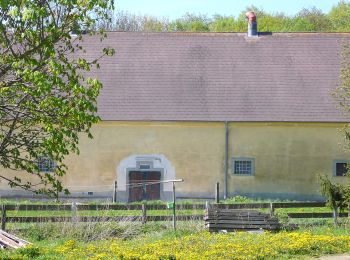 Trail On foot Gemeinde Bad Vöslau - Lindenberg -Rottenkreuz -Haidlhof - Photo