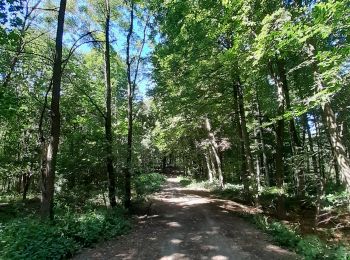 Percorso Marcia Braine-Le-Comte - Papotages au bois - Photo