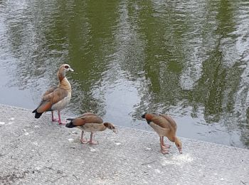 Tocht Stappen Blainville-sur-l'Eau - mag_09062019 - Photo