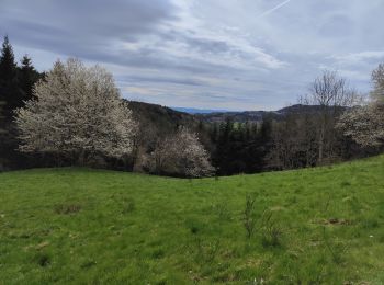 Tour Wandern Chazelles-sur-Lavieu - Randonnée au dessus de Chazelles sur Lavieu  - Photo