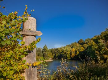 Trail Mountain bike Malmedy - Auberge - Robertville-les-Bains - Photo