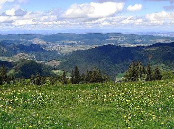 Excursión A pie Beinwil (SO) - Vorder Erzberg - Zingelen - Photo