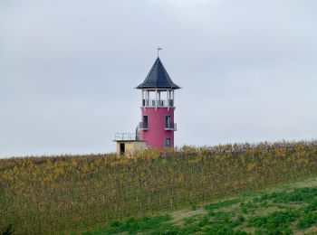 Trail On foot Wörrstadt - Hiwweltour Neuborn - Photo