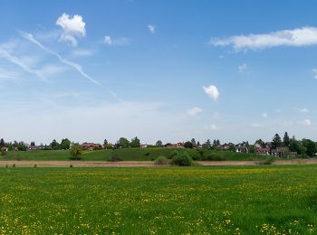 Excursión A pie Iffeldorf - Osterseen-Wanderweg 5 - Photo