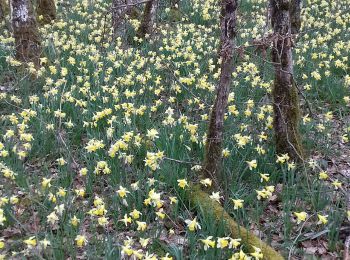 Percorso Marcia Saint-Ythaire - Saint Ythaire Les Jonquilles page 104 - Photo
