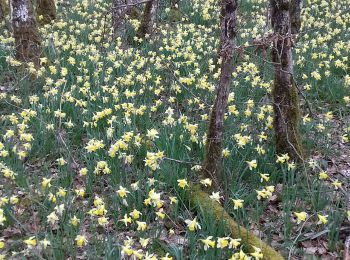 Trail Walking Saint-Ythaire - Saint Ythaire  Les Jonquilles page 104 - Photo