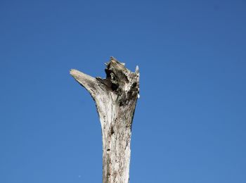 Excursión A pie Düdingen - Naturhistorischer Pfad - Photo