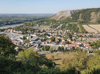 Randonnée A pied Hainburg an der Donau - Hainburg: Hexenbergweg - Photo