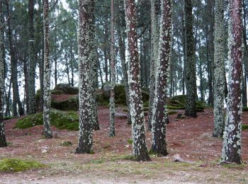 Percorso A piedi Alcongosta - Rota da Cereja - Photo