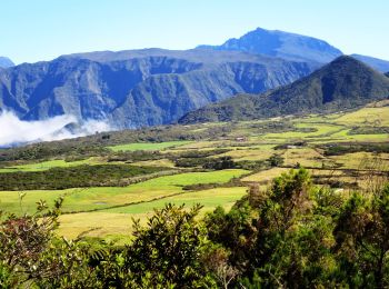 Tour Wandern Le Tampon - Piton Dugain - Herbes blanches - Photo