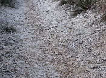 Trail Walking Mérindol - Les Borrys  Tête de la boutique  - Photo