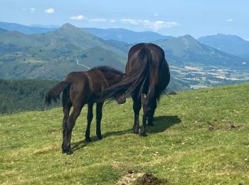 Tour Wandern Itxassou - Mondarrain Gorospil en boucle retour par GR10 - Photo