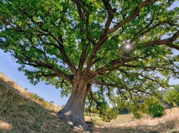 Tour Wandern Murs - Murs-StHubert - Photo