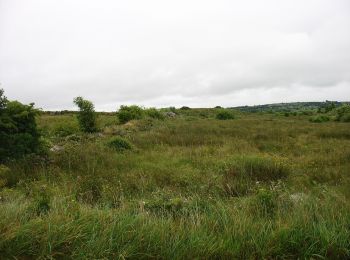 Trail On foot Roscommon Municipal District - Slieve Dart - Photo