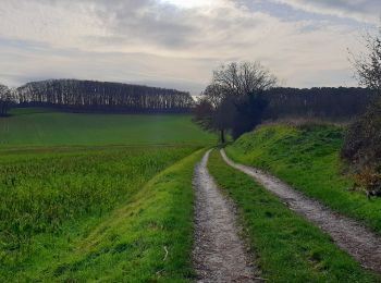 Tour Wandern Huldenberg - Rodebos - Photo