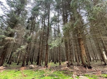 Trail On foot Binz - Roter Punkt - Photo