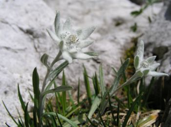 Trail On foot Asiago - IT-E208 - Photo