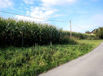 Tour Zu Fuß Stainz - Rundwanderweg 7 - Photo